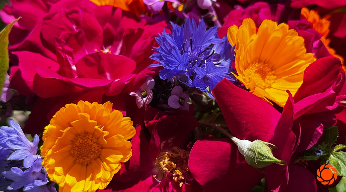 Buzzing with Excitement: 10 Pollinator-Friendly Tips for Your Garden