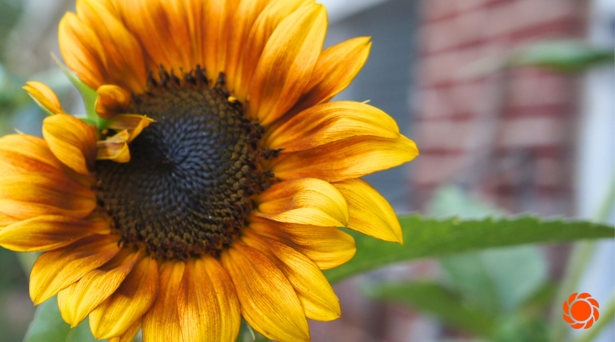 The Ultimate Guide to Watering Your Plants in Summer Heat