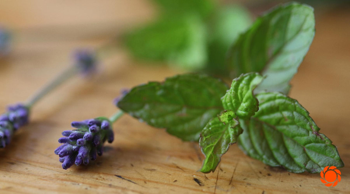 The Mint Chronicles: Adventures in Garden Domination